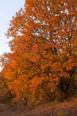 yellow trees forest autumn season fallen leaves