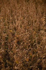 tall meadow grass close up seeds mature