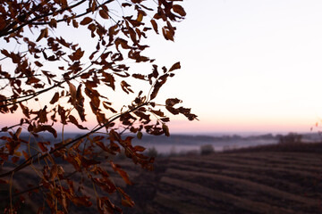 red autumn leaves tree farm landscape field
