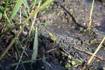 Green frog swims in the water in a swamp. Croaks loudly, blowing bubbles. Courtship games. Nature and fauna in the summer.