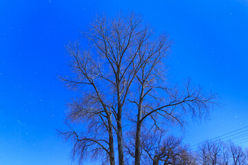 Fototapeta na wymiar A bare winter tree at night, with a starry sky in the background 