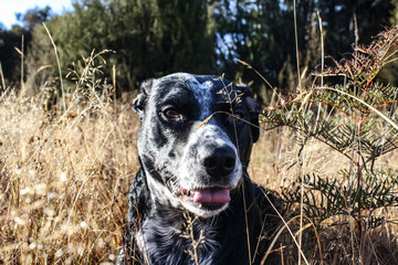black and white dog