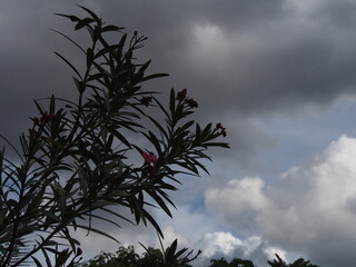 Flower slide in the darkness of the sky