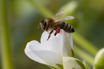 A nectar collecting insect at white blossom of a geranium