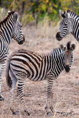 Fototapeta na wymiar Zebras in the Kruger National Park, South Africa