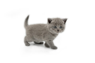 Fototapeta na wymiar British Shorthair cat blue color, The kitten is cute and beautiful. Standing and looking straight. On a white background, full body side view.