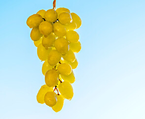 Bunch of grape with blue sky background, Middle East