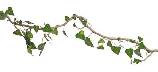 ceylon creeper foliage isolated on white background, clipping path, hedera helix