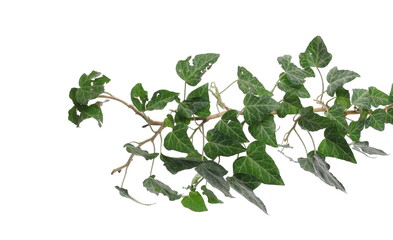 ceylon creeper foliage isolated on white background, clipping path, hedera helix