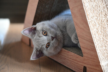 British Shorthair cat, lilac color and orange eyes, cute and beautiful kitten, are playing naughty and looking straight, looking cute and adorable.