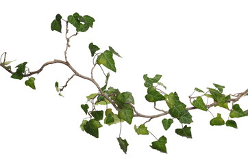 ceylon creeper foliage isolated on white background, clipping path, hedera helix
