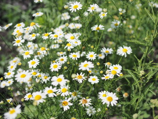 Fototapeta premium Daisy flower on green meadow selective DOF