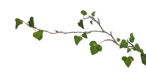 ceylon creeper foliage isolated on white background, clipping path, hedera helix