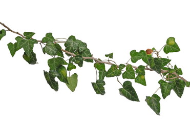 ceylon creeper foliage isolated on white background, clipping path, hedera helix