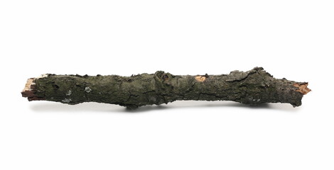 Dry oak branch, twig isolated on white background