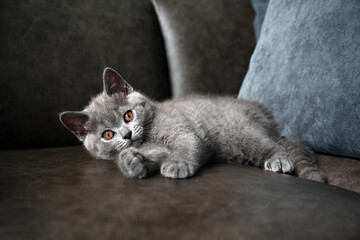 Fototapeta na wymiar British shorthair baby cat, blue color and orange eyes, purebred young kittens cute and beautiful, rest and relax on the dark sofa and look straight.