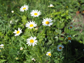 Daisy flower on green meadow selective DOF