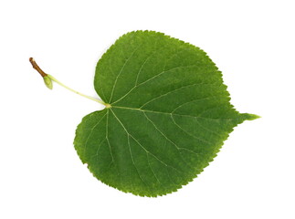 Quince leaf isolated on white background, top view