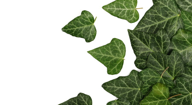 Devil's ivy, ceylon creeper, hedera helix leaves, foliage isolated on white background, top view