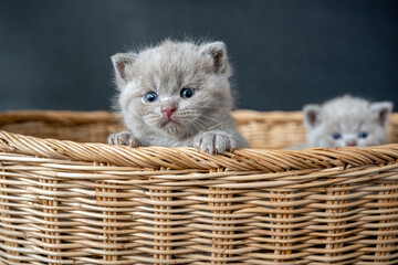 British Shorthair cat, Blue color a cute and beautiful baby kitten playing naughty in a basket,...