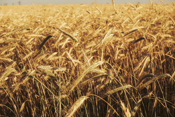 Field with ears of wheat. Rye background.