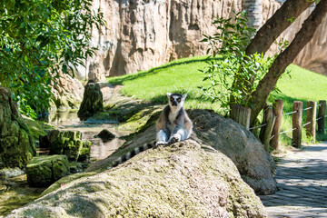 Lemur tomando el sol
