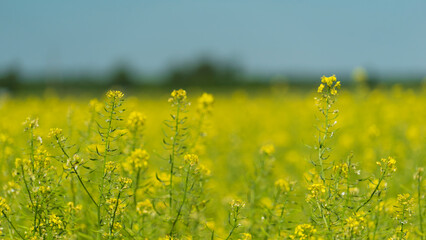 blooming rapeseed field