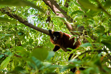 Lemur rojo en zoo