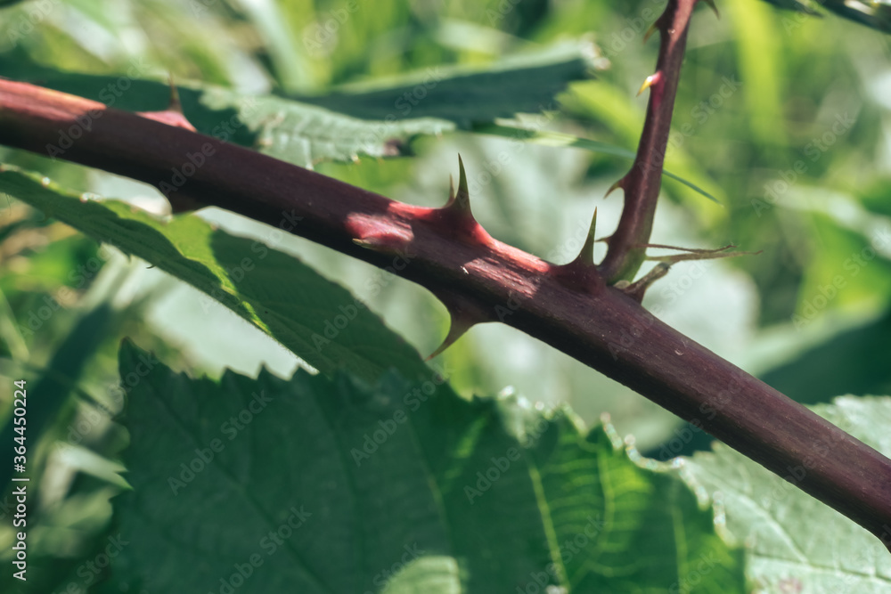 Poster Close up thorn on a green background. Macro view.