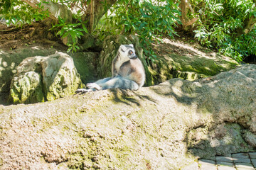 Lemur en zoologico