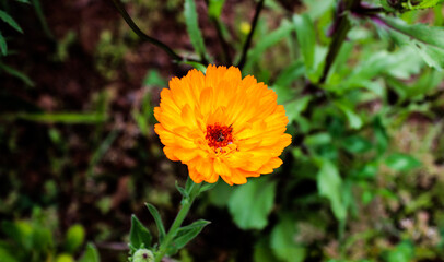 Una pequeña planta naranja  © Capturing
