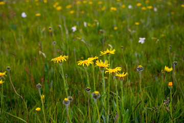 Field of wild flowers, wild flowers in summer