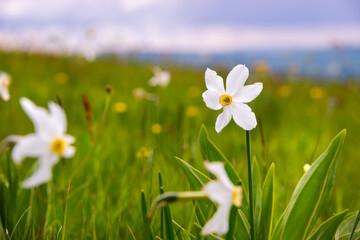 Field of narcissus flowers, wild flowers in spring