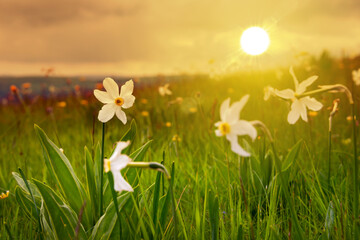 Fototapeta na wymiar Field of narcissus flowers, wild flowers in spring