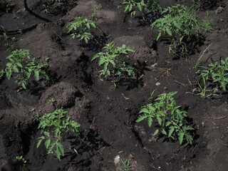 tomato plant in farm on sunny summer day