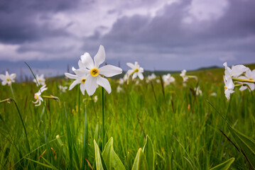 Fototapeta na wymiar Field of narcissus flowers, wild flowers in spring