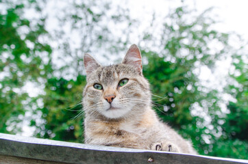 one tabby cat in the garden, green background