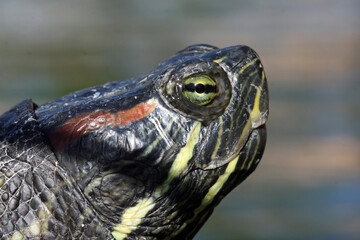 Obraz premium Rotwangen-Schmuckschildkröte