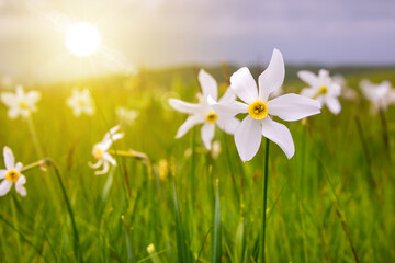 Plakat Field of narcissus flowers, wild flowers in spring