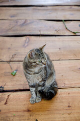 tabby brown cat on a wooden background