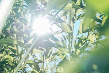 Beautiful growing summer nature background plant. Natural backcrgound pattern texture of design. © Oleksandr