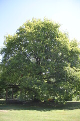 Fototapeta premium Old green oak tree in a park