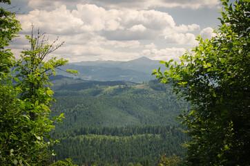 trees in the mountains