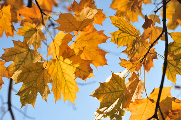 The autumn leaves on blue sky background.