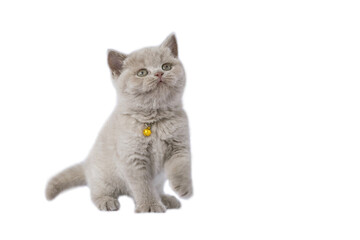 British Shorthair lilac cat, cute and beautiful kitten, playful action on a white background, full view looking to the top