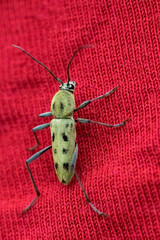 Flying insect on clothes. Macro photo. Flying yellow beetle on a red cloth. Insect close up. Macro texture of fabric. Body structure and spotted color of the fly. Long paws of an insect. Bokeh