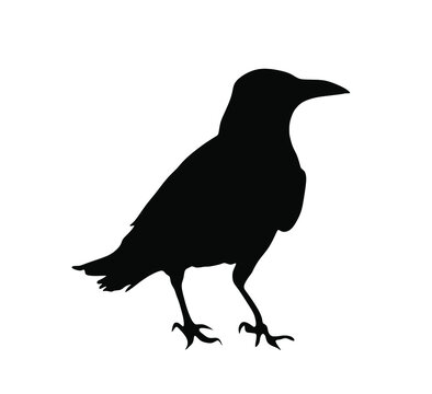 recommend clip art: Crow vector silhouette isolated on white background. Black bird raven symbol.