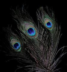 Pattern of peacock feathers on a black background