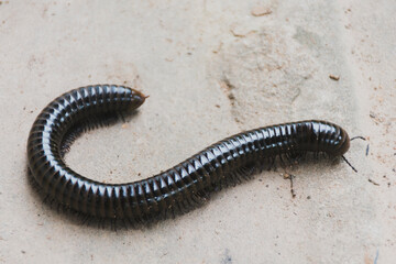The milliped body has many legs, climbing on the cement floor