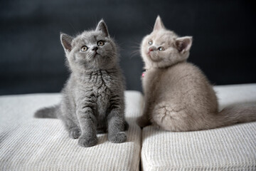 British shorthair cats, lilac and blue color, playing naughty fun on a white cushion, purebred childhood kittens, cute and beautiful